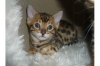 TICA-Registered-Bengal-Kittens